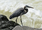 Heron (4)